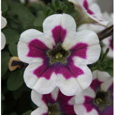 Петуния вегетативная  FORTADO SPECIAL VIOLET PINWHEEL 32262 0.5л