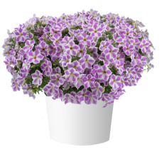 Петуния вегетативная  CASCADIAS LILAC FROST 32472