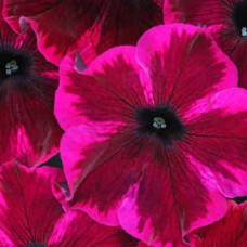 Петуния CRAZYTUNIA COSMIC PURPLE 32375