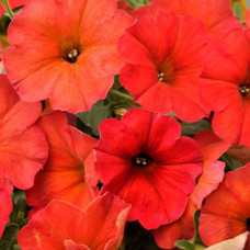 ПЕТУНИЯ BEAUTICAL RED MAPLE 32342