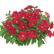Петуния петхоа 'Power Sisters Red Runa 1165