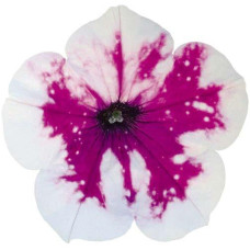 Петуния ALPETUNIA PURPLE WHITE SKY 32477
