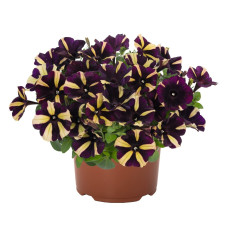 Петуния SMARTUNIA WINDMILL BLACK 32270 \ 1160