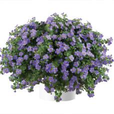БАКОПА GULLIVER BLUE 1015