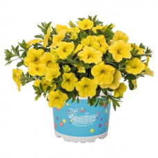 Калибрахоа Aloha Kona Yellow 2046