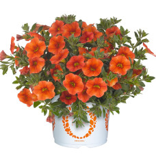 Калибрахоа ALOHA KONA ORANGE 19155