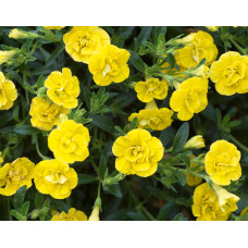 Калибрахоа MINIFAMOUS NEO DOUBLE YELLOW  1951