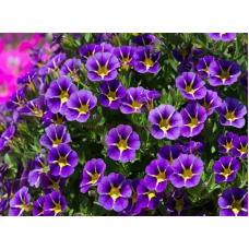 Калибрахоа RAVE BLUE BICOLOR 19252 \ 2165