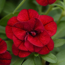 Калибрахоа MINIFAMOUS UNO DOULE RED  19250