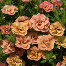 Калибрахоа CALITA DOUBLE APRICOT 19255