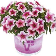 КАЛИБРАХОА CALIPETITE PINK VEIN 19189