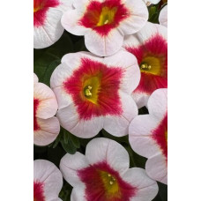 Калибрахоа EYECATCHER WHITE 19225