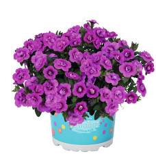 КАЛИБРАХОА ALOHA DOUBLE DARK PINK 19165