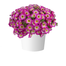Петуния CAPELLA PINK MORN 32471