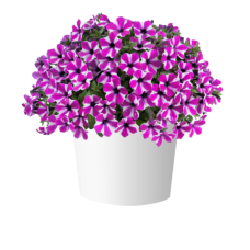 Петуния CAPELLA MAGENTA DIAMOND 32470