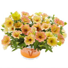 Петуния FORTADO SPECIAL MANGO 32434
