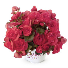 Бегония SOLENIA DARK PINK 1223 0.5 л.