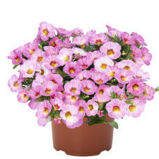 КАЛИБРАХОА ALOHA KONA PINK BLUSH 19166