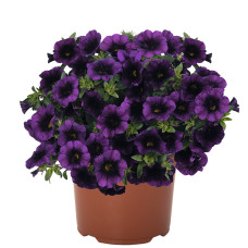Калибрахоа ALOHA KONA MIDNIGHT PURPLE 19154/2142
