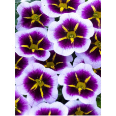 Калибрахоа CALITASTIC AUBERGINE STAR 2089