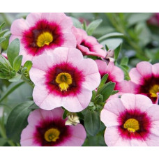 Калибрахоа MINIFAMOUS NEO PINK DARK EYE 19246