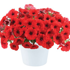 ПЕТУНИЯ CASCADIAS CHILI RED 32217