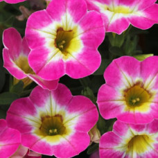 Калибрахоа Chameleon Starlet Pink 2158