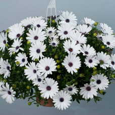Остеоспермум ERATO BASKET PUREWHITE 2736