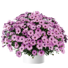 ОСТЕОСПЕРМУМ OSTICADE PINK 2750