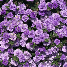 Калибрахоа MINIFAMOUS NEO DOUBLE LOOPY LAVENDER 19239