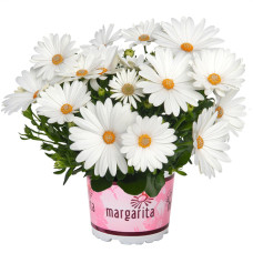 Остеоспермум MARGARITA CREME 2772