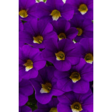 Калибрахоа CALITASTIC VIOLACEOUS 2168