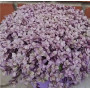 Каллизия Розовая Пантера 2323
