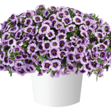 Калибрахоа LIA SPARK LAVENDER 19230