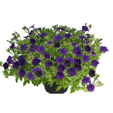 Петуния MINI VISTA VIOLET 32174\4
