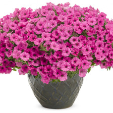 ПЕТУНИЯ MINI VISTA HOT PINK 32175\6