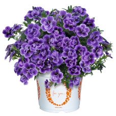 Калибрахоа Aloha Double Sky Blue 19298