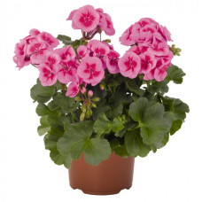 Пеларгония Sarita Lilac Splash 3600