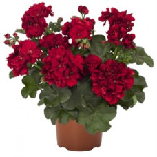 Пеларгония плющелистная  Atlantic Dark Red 3800