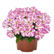 Петуния PEPPY ROSE 32324