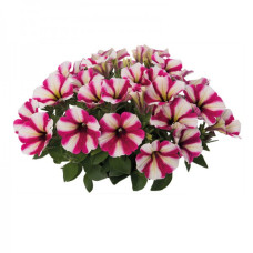 Петуния SWEETUNIA HOT PINK TOUCH 3261