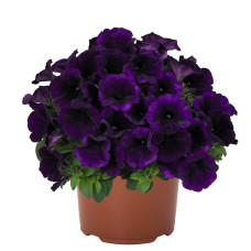Петуния SWEETUNIA LILAC BLUE  32318