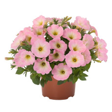 Петуния SWEETUNIA BABY PINK 32283