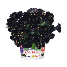 Петуния Sparkling Night 32512