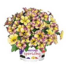 Петуния Sweetunia Sparkling Bee 32513