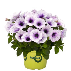 Петуния POTUNIA PICCOLA BLUE ICE 32306