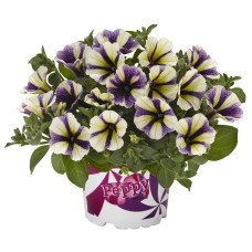 Петуния PEPPY BLUEBERRY MUFFIN 3234 0.5л