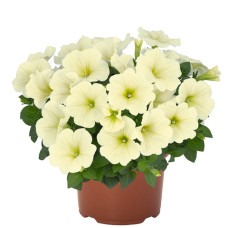 Петуния SWEETUNIA POPCORN 32317