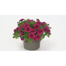 Калибрахоа MINIFAMOUS ORO DOUBLE MAGENTA 19271