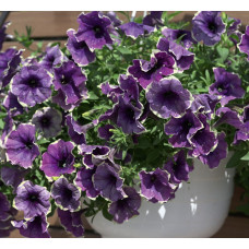 Петуния BONNIE BLUEBERRY SKY 32478